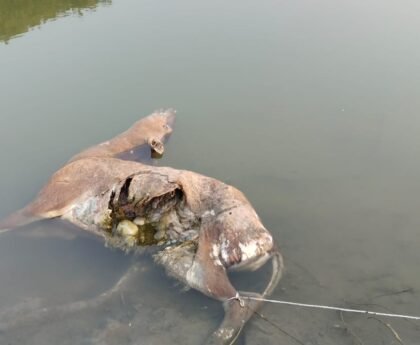 कई दिनों से मृत नीलगाय मनोरमा नदी में पड़ी रहने से ग्रामीणों में रोष