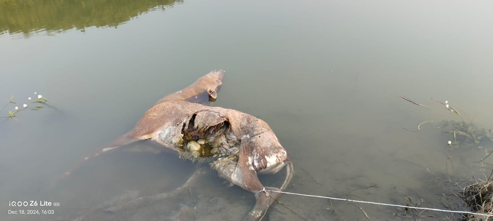 कई दिनों से मृत नीलगाय मनोरमा नदी में पड़ी रहने से ग्रामीणों में रोष