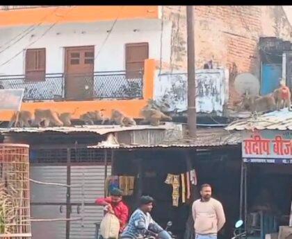 नगर पंचायत नगर बाजार में बंदरों का आतंक, परेशान नगर पंचायत वासी
