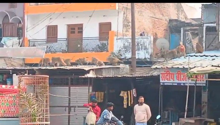 नगर पंचायत नगर बाजार में बंदरों का आतंक, परेशान नगर पंचायत वासी नगर पंचायत नगर बाजार में बंदरों का आतंक, परेशान नगर पंचायत वासी