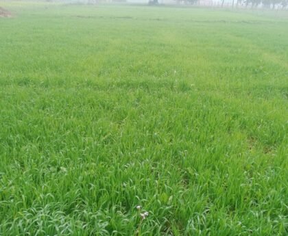 बारिश से किसानों के चेहरे खिले