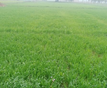 बारिश से किसानों के चेहरे खिले