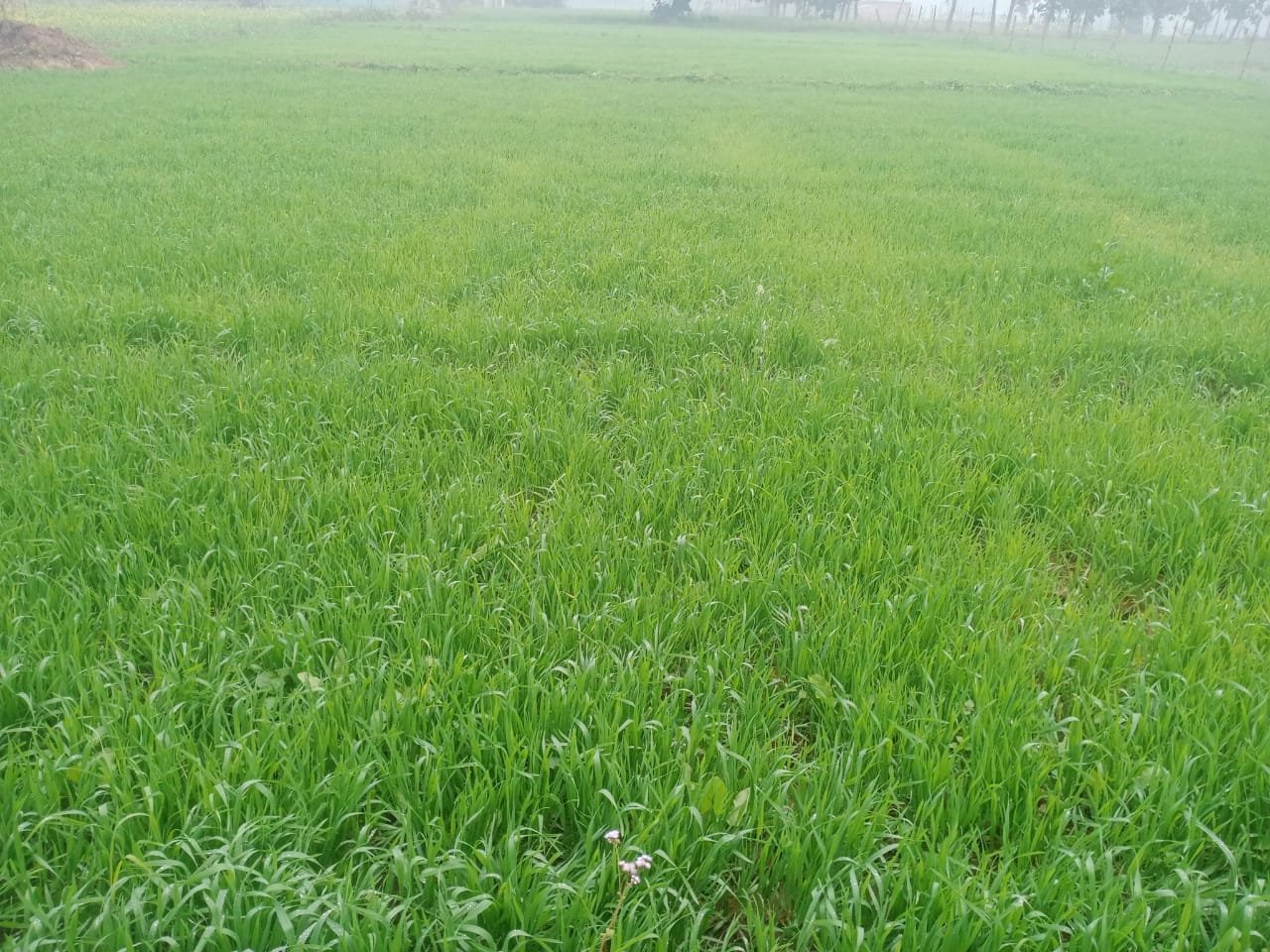 बारिश से किसानों के चेहरे खिले